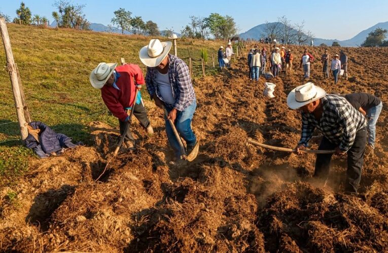 Inicia Sembrando Vida el ciclo agrícola con 427 mil familias campesinas