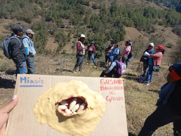 Se integra equipo multidisciplinario de 422 mil campesinos y 13 instituciones, contra el gusano barrenador