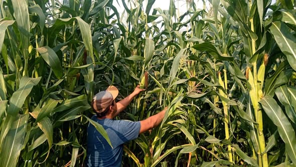 Preserva Sembrando Vida 54 razas de maíz nativo con parcelas agroecológicas comunitarias