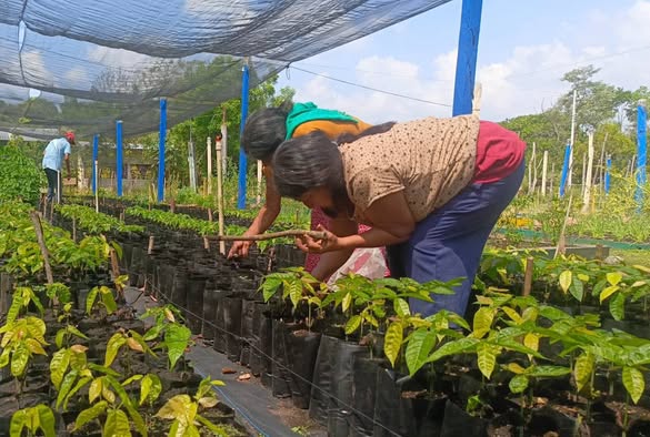 Inician campesinos de Sembrando Vida siembra de cerca de 300 millones de plantas para recuperar ecosistemas del país