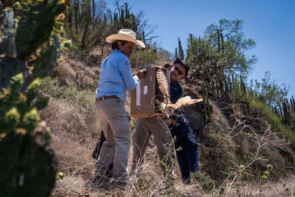 Unidad de Rehabilitación de Pachuca realiza segunda liberación de fauna silvestre en Metztitlán durante 2026