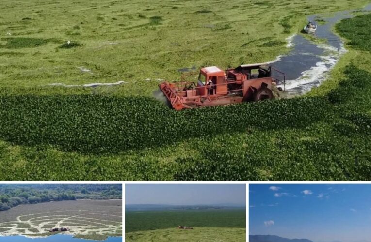 Gobierno estatal continúa con trituración de lirio acuático en la Presa Endhó