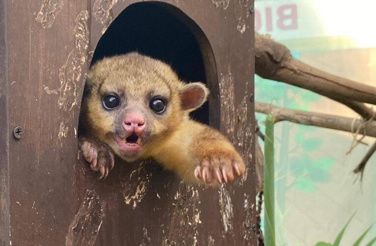 Pachuca contribuye a la conservación de la fauna silvestre con la rehabilitación y liberación de una martucha
