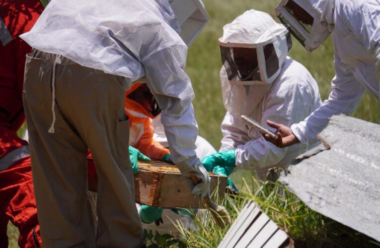 Guardianes de la vida: Tulancingo fortalece el rescate y protección de abejas